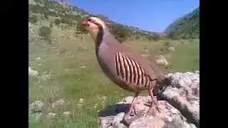 Хониши кабк 