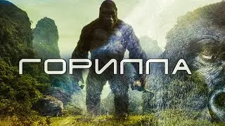 История открытия Горилл