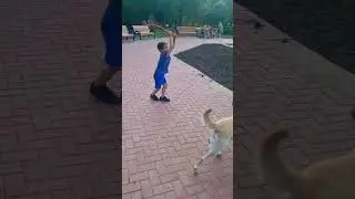 Дети играют с собакой #labradortroy