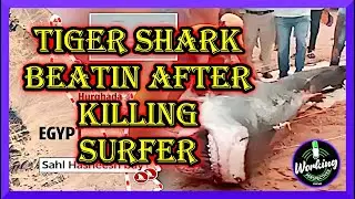 TIGER SHARK BEATIN TO DEATH AFTER KILLING SURFER!!!