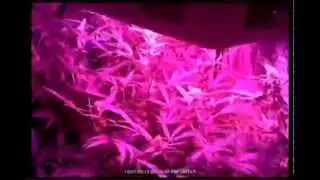 SOL 9 450W LED Grow Light Delivers 595G Yield!