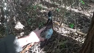 HOW TO CATCH PHEASANTS IN THE FALL / THIS TRAP CATS MY SECOND PHEASANT / I WILL BREED WILD PHEASANTS