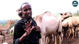 Geel Mataano dhalay weli miyad aragtay