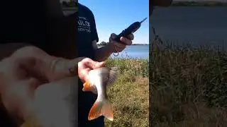 Окунь на сломанный спиннинг 😢 #fishing #рыбалка #окунь #carpfishing #рыба #щука #спиннинг#