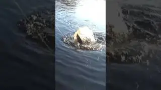 Вываживание ЩУКИ... Офигеть