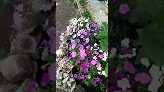 мой огород. начали расти огурчики 🍎🍅🌶