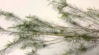 What does Tea Tree look like