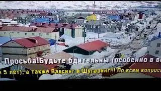 Жителей Северо-Курильска предупреждают о гуляющем медведе