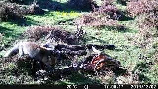Zorro (Vulpes vulpes) fototrampeo Alecrin Actividades y Aventura