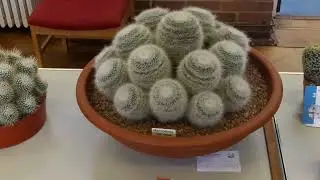 BCSS Croydon Branch Summer Show 2024
