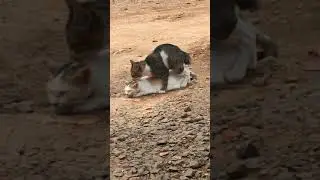 Kucing Kawin  Di siang bolong