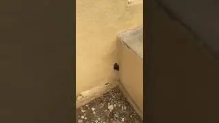 Черепашка - нидзя!