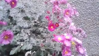 Mənim  ev güllərim