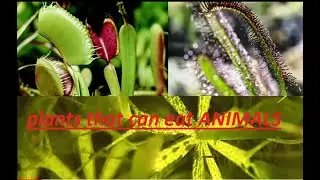 PLANTS THAT CAN TRAP AND EAT ENIMALS CARNIVORUS