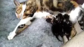 고양이 메리가 새로운 가족을 출산했어요 .. ♥︎