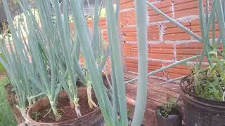 Dicas de como fazer a Cebolinha explodir de crescer forma orgânica