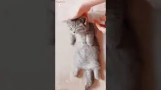 Kucing comel lagi tidur🥰 #short #@nor.cats