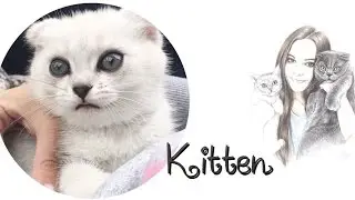 ❤ШОТЛАНДСКИЙ КОТЕНОК ИГРАЕТ НА ПЛАНШЕТЕ❤SCOTTISH KITTENS PLAYS❤