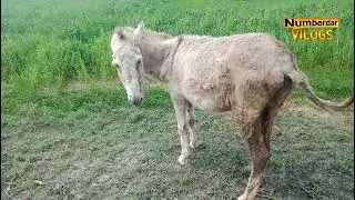 donkey matching video 11 | horse breeding | donkey matching 2022 | nambardar | numberdar life vlogs