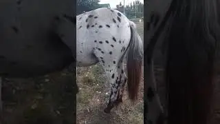 Жеребец аппалуза пони Ставр