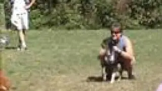 What is Flyball?
