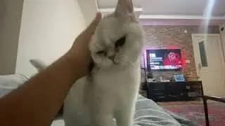 Kedi Sevmeler - Kızımız Lulu