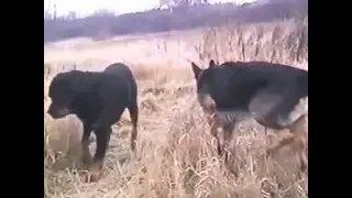 немецкая овчарка сильнее ротвейлера