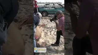 Massive seal run over in Cape Town #wildlife #seal