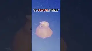 THE CUTEST CREATURE IN THE OCEAN?! (Dumbo Octopus)