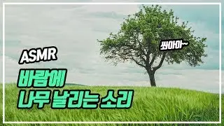 [ASMR] Windy wood