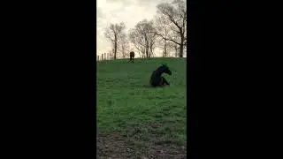 Happy Horse