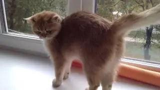 VID 20161022 133202082