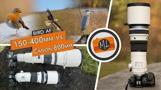 Olympus 150-400mm Pro Review (vs Canon 800mm) + Bird Detection AF Review