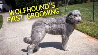 Irish Wolfhound’s first professional grooming…