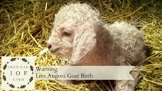 (Warning) Live Angora Goat Birth