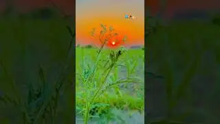 Beautyfull nature #love #youtubeshorts #naturelover #naturesounds