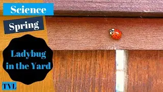TVL   Spring   Ladybug in the yard