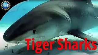 How tiger sharks affect Shark Bay’s ecosystem