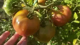 Maceratul de coada calului - tratamente naturale pentru legume
