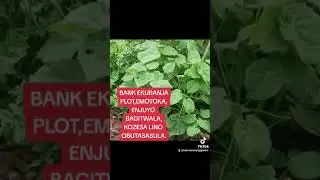 BAKUBANJJA KOZESA LINO OBUTASASULA
