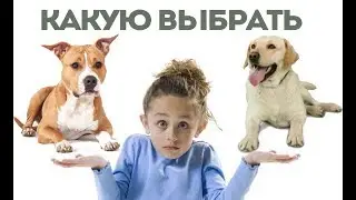 Лабрадор или Стафф? Какую собаку выбрать для детей?