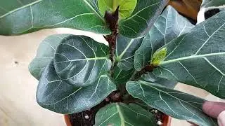Как я нарезаю черенки фикусов эластика и лираты.