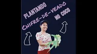Como plantar Chifre-de-Veado no Coco Verde!