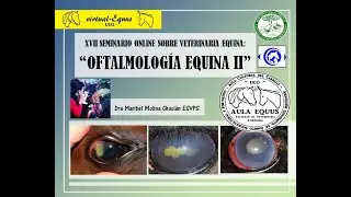 XVII OFTALMOLOGÍA EQUINA II 'virtual-Equus'