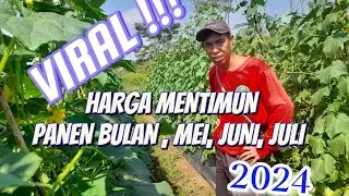 Ngobrol asyik bersama petani mentimun !!! gass pool tanam bulan mei, juni, juli !!!
