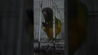 AGENTE SÓ COME FEIJÃO PURO