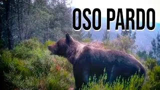 Seguimiento de un Oso 🐻 Pardo con Fototrampeo
