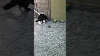 ▷Енот что-то унюхал◁