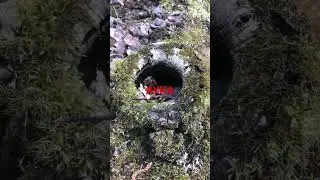 Тайные обитатели весеннего леса