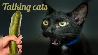 ГОВОРЯЩИЕ КОТЫ 😺 